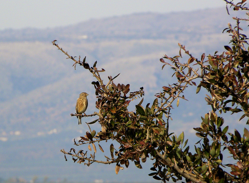 Fanello-Carduelis cannabina (foto indecenti)